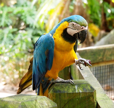 [A front view of the macaw which is perched on a flat-topped wooden fence post. It's standing on its right foot while it holds a purple grape in its left foot. The bird's belly is yellow and ends up around the black portion on its chin. The top of its head, its back, and wings are blue. ]